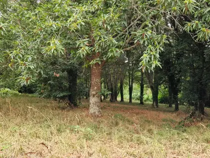 Belle longère de 150m² divisée en 2 habitations sur parcelle de 5200m² (3)