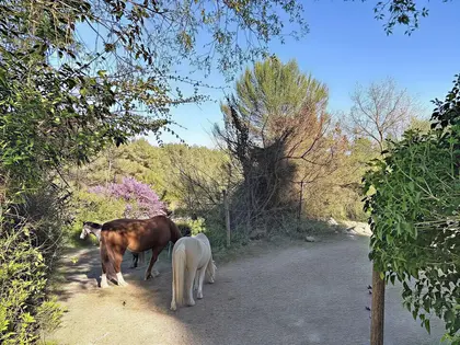 PROPRIÉTÉ ÉQUESTRE À GRASSE LIMITE MOUANS-SARTOUX (10)