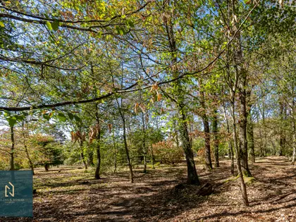 GRANDE MAISON EN BORDURE DE FORET (41)