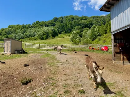 Honeycreek Highlands | 22-Acre Farm Estate Near Boone, NC (43)